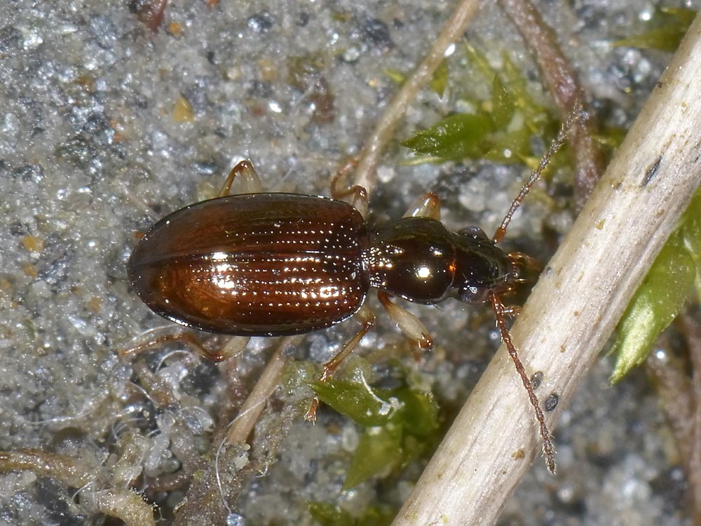 Sinechostictus decoratus